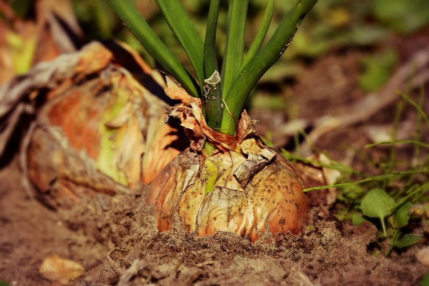 Cultivo De Cebolla Huerto En Casa