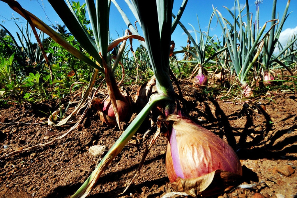 Cultivo De Cebolla Huerto En Casa