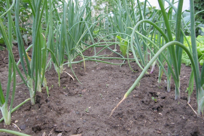 Cultivo del cebollín Desde la siembra hasta la cosecha