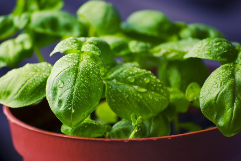 Cuidados De La Menta Riego Suelo Poda Plagas Y Enfermedades