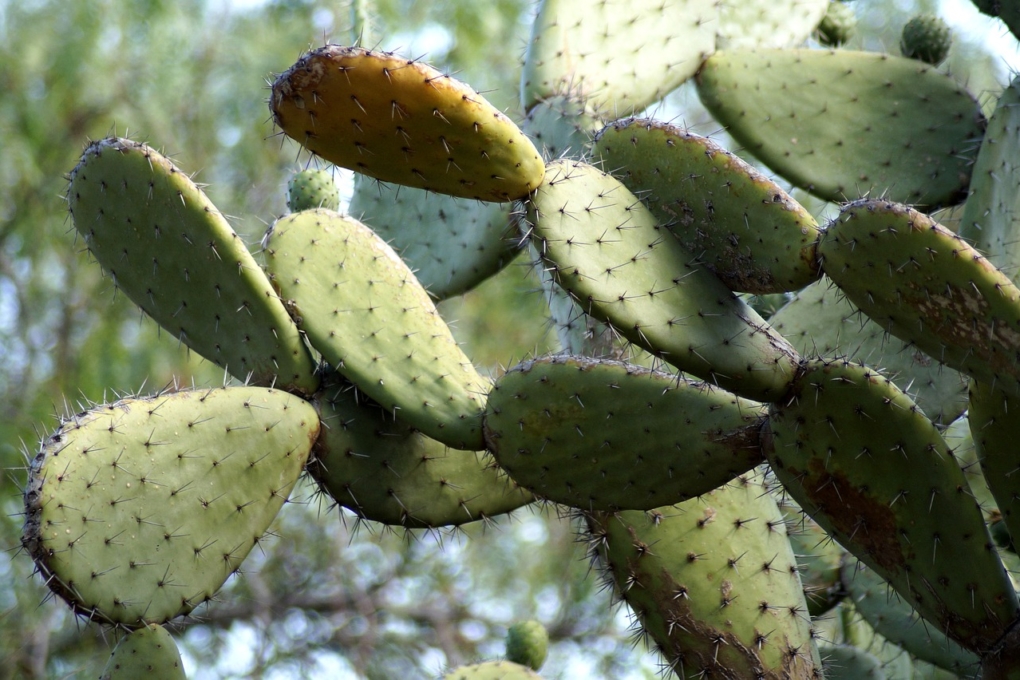 Cactus Rgano Cuidados Huerto En Casa