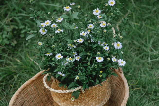 Flor de manzanilla Sus características y usos más comunes