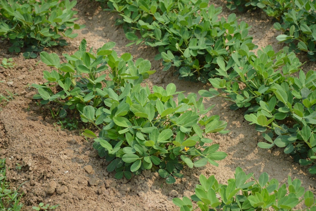 Cacahuate Cómo se cultiva esta leguminosa y más datos