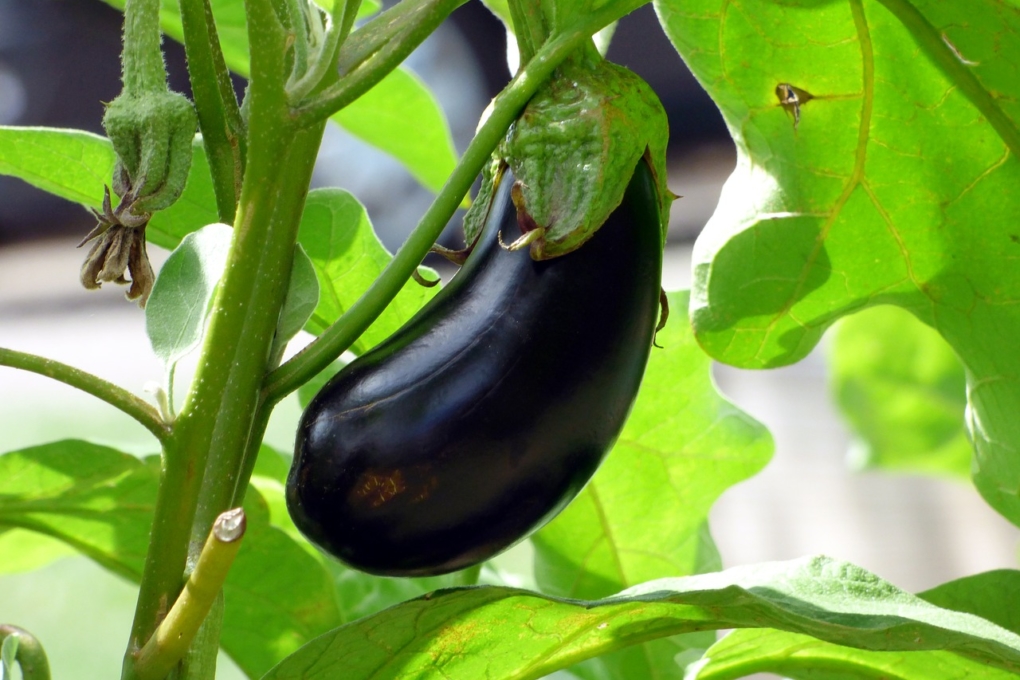 Berenjena Caracter Sticas Propiedades Cultivo Recetas Y M S