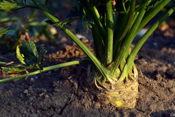 Apio Cómo cultivar la planta de esta hortaliza en tu huerto en casa