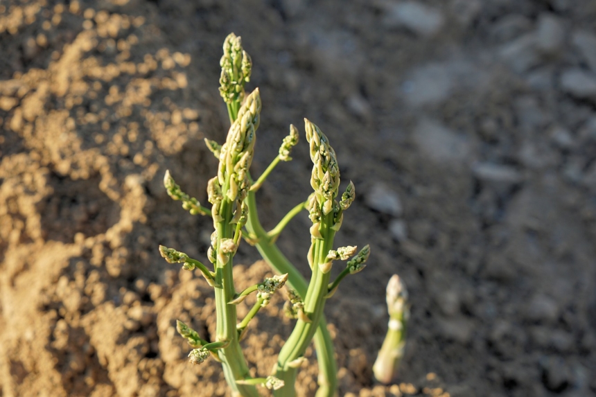 Esp Rragos C Mo Cultivar Esta Planta En Tu Huerto En Casa