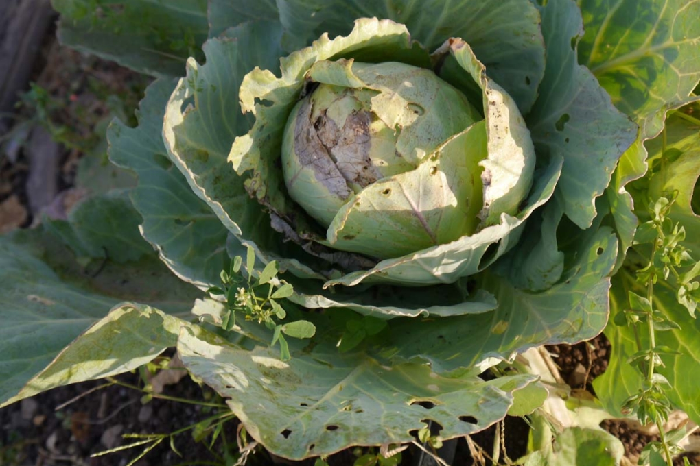 Col Caracter Sticas Usos Y Cultivo Huerto En Casa