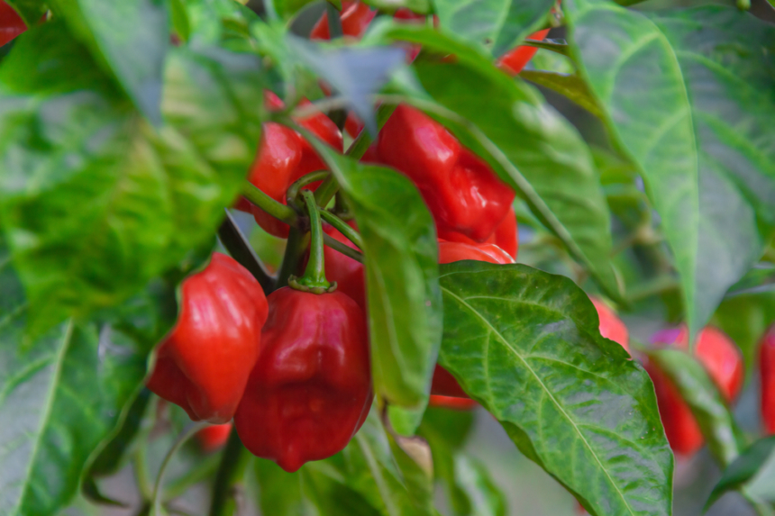 Cu Nto Tarda En Crecer Un Tomate Huerto En Casa