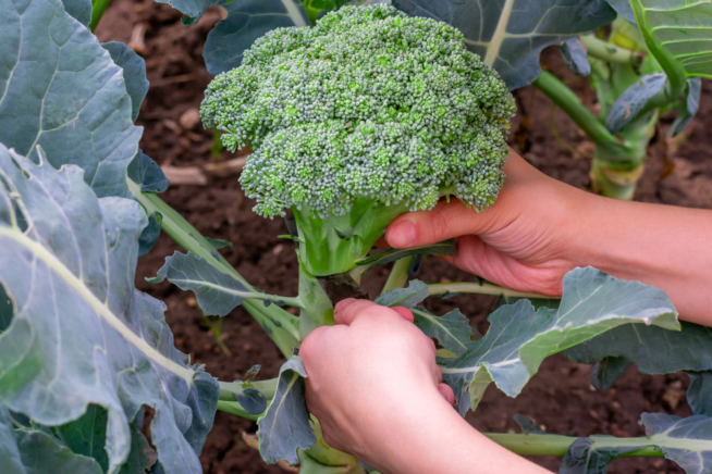 Caracter Sticas Beneficios Y Cultivo De Br Coli Huerto En Casa