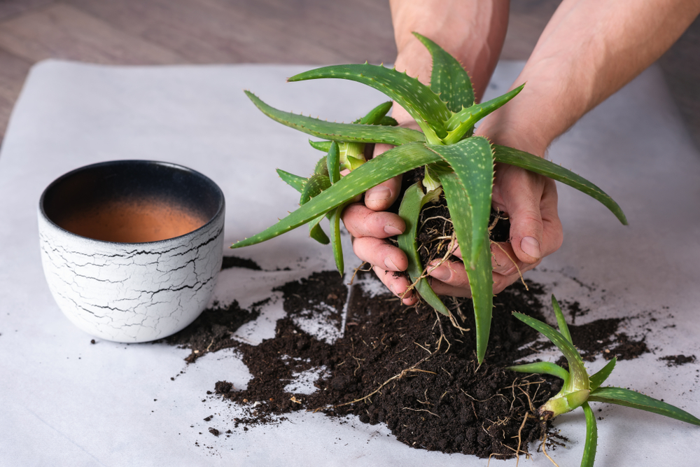 Plantar Aloe Vera Huerto En Casa