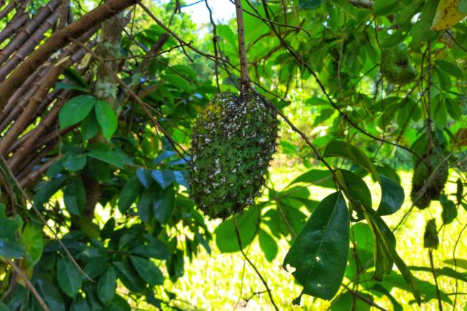 Plagas De La Calabaza Huerto En Casa