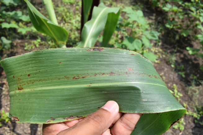 Tipos De Sorgo Huerto En Casa