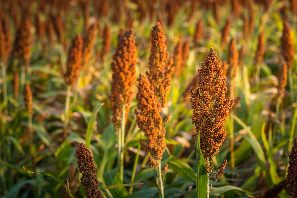 Todo Sobre El Sorgo Huerto En Casa