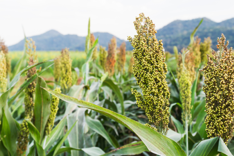 Todo Sobre El Sorgo Huerto En Casa