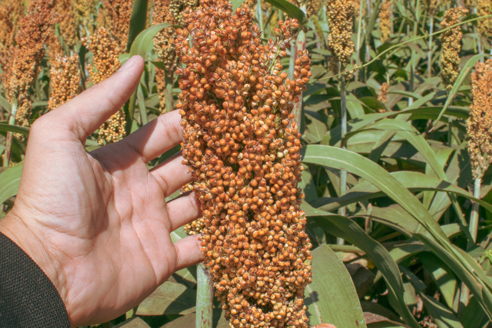 Cultivo Del Sorgo Huerto En Casa