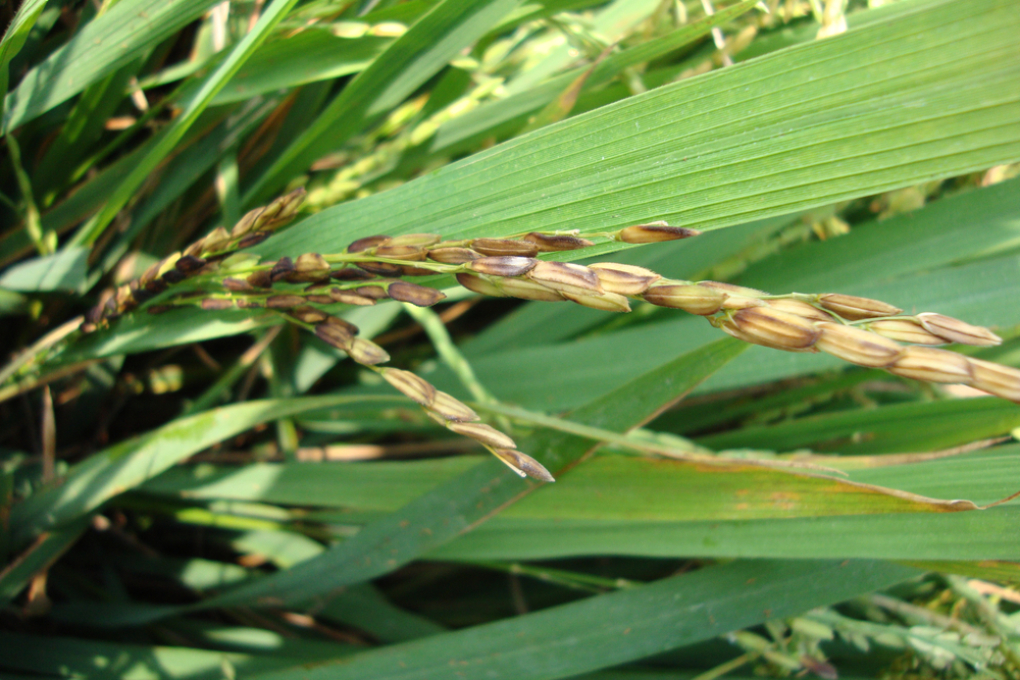 Enfermedades Del Sorgo Huerto En Casa