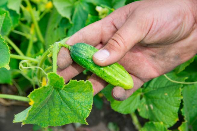 Cosecha De Pepino Huerto En Casa