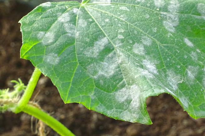 Caracter Sticas Del Pepino Huerto En Casa