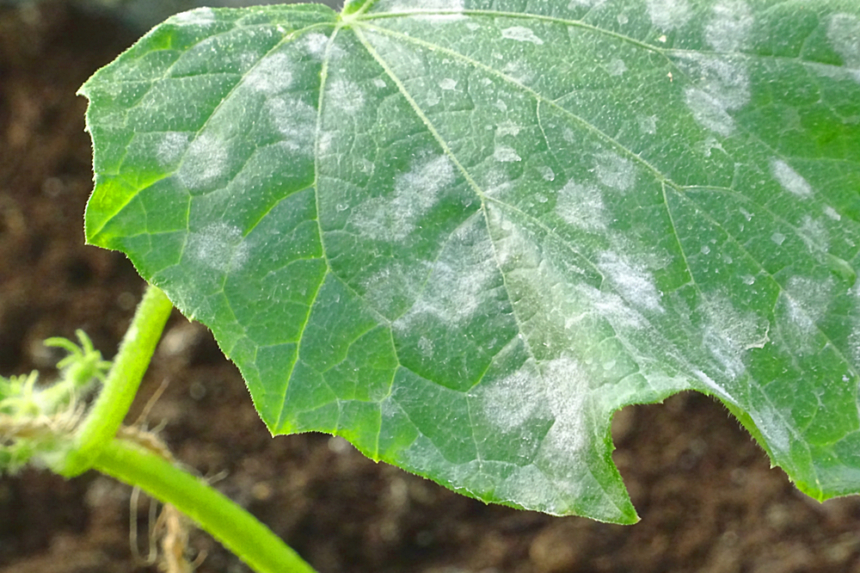 Virus Del Mosaico Del Pepino Huerto En Casa