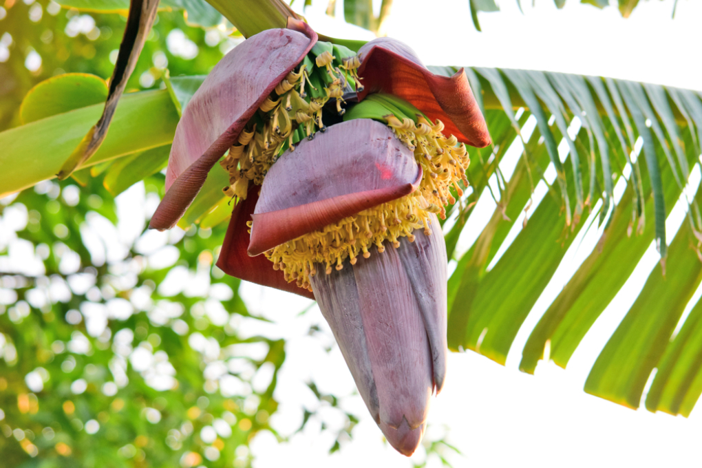 La flor comestible del plátano y sus propiedades Huerto en casa