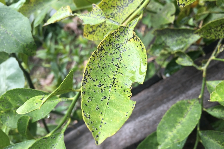 Plagas De La Guan Bana Huerto En Casa