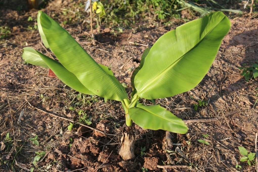 Cómo reproducir un plátano Huerto en casa