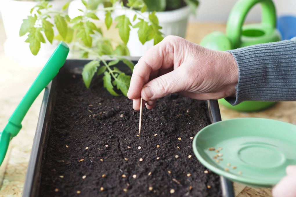 Crecimiento Del Cultivo De Jitomate Huerto En Casa