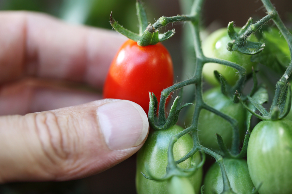 Cómo cultivar tomate cherry en maceta Huerto en casa