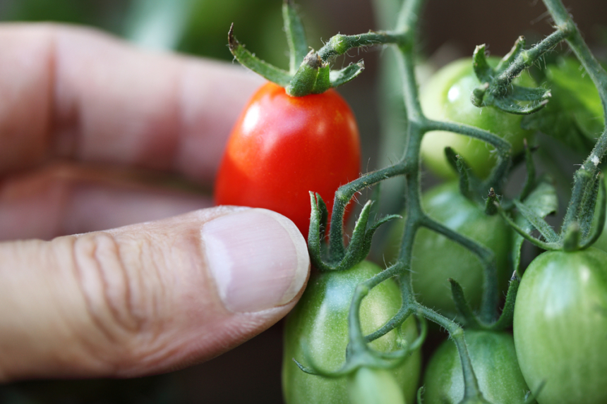 Cómo germinar tomate cherry en casa Huerto en casa