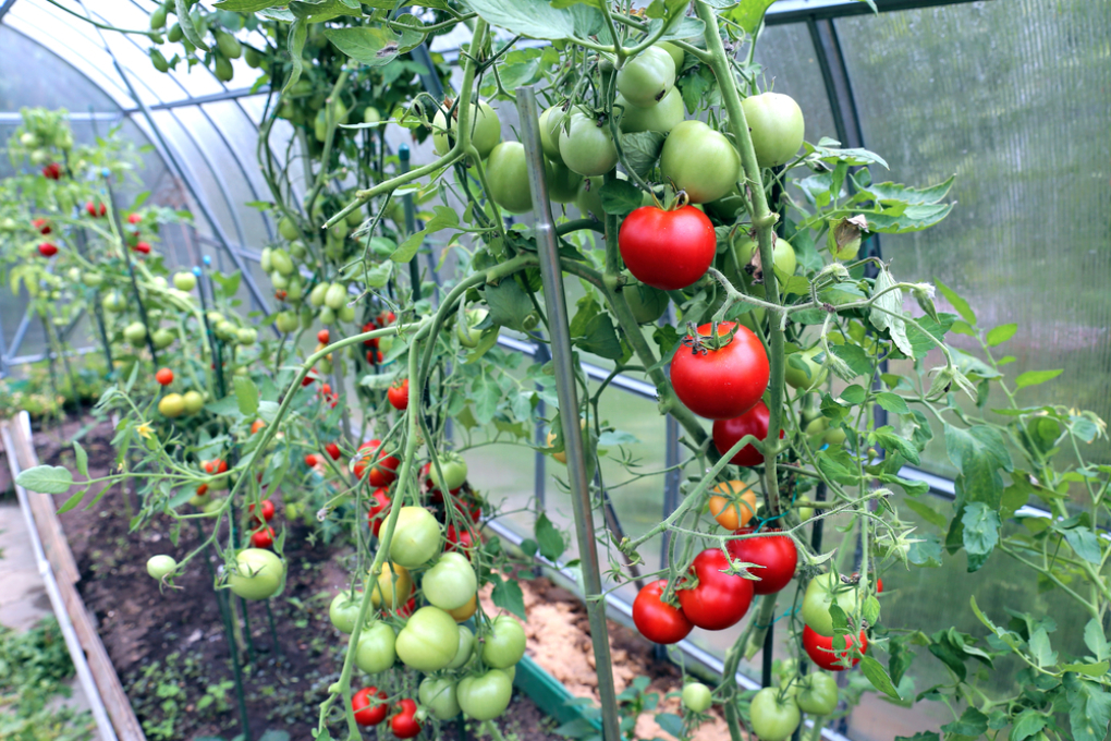 Cuidados Del Cultivo De Tomate Huerto En Casa