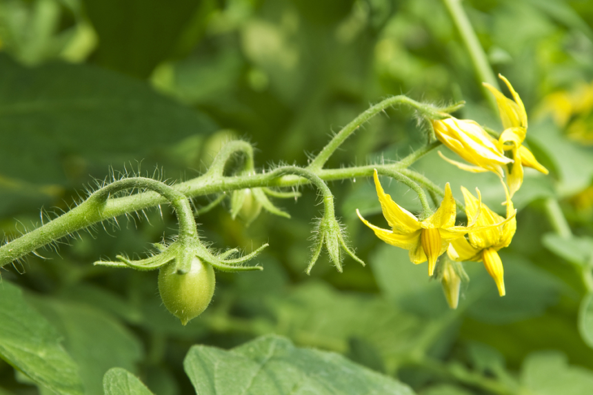 Crecimiento Del Cultivo De Jitomate Huerto En Casa