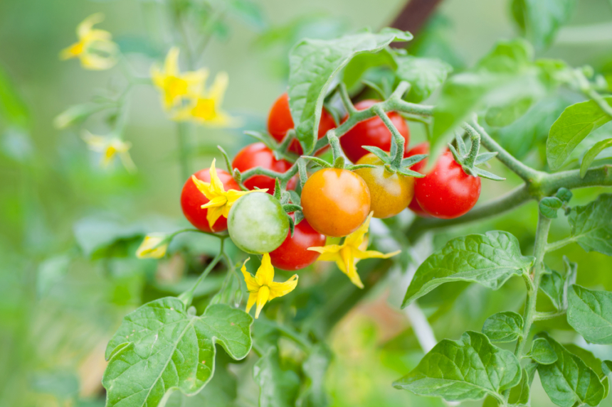 Cuidados Del Cultivo De Tomate Cherry Huerto En Casa