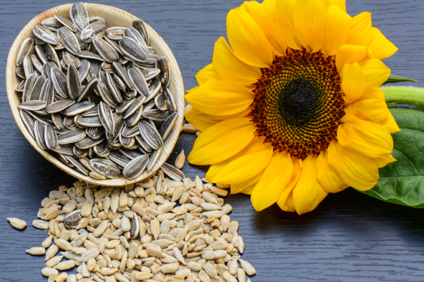 Propiedades Medicinales De Las Hojas De Girasol Huerto En Casa