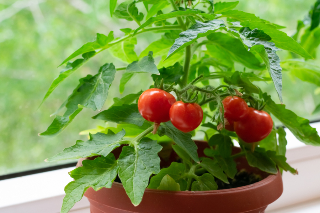 Todo Acerca Del Tomate Cherry Huerto En Casa