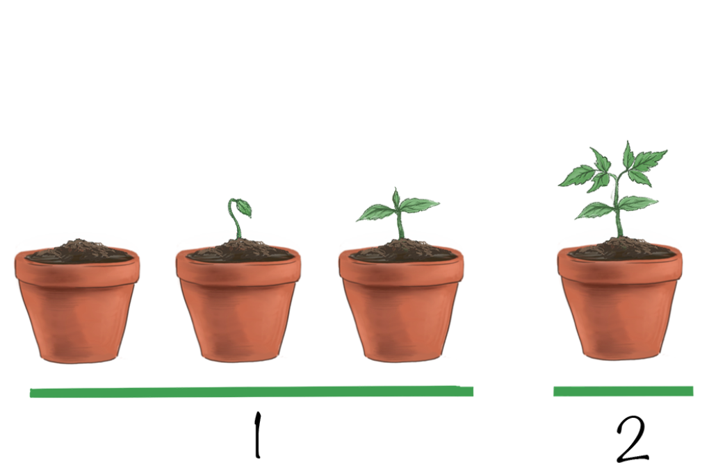 Crecimiento Del Cultivo De Jitomate Huerto En Casa