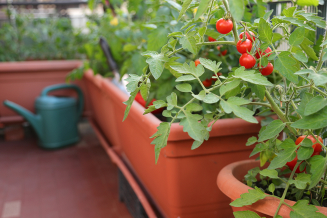 Plántulas de jitomate Cómo producirlas Huerto en casa