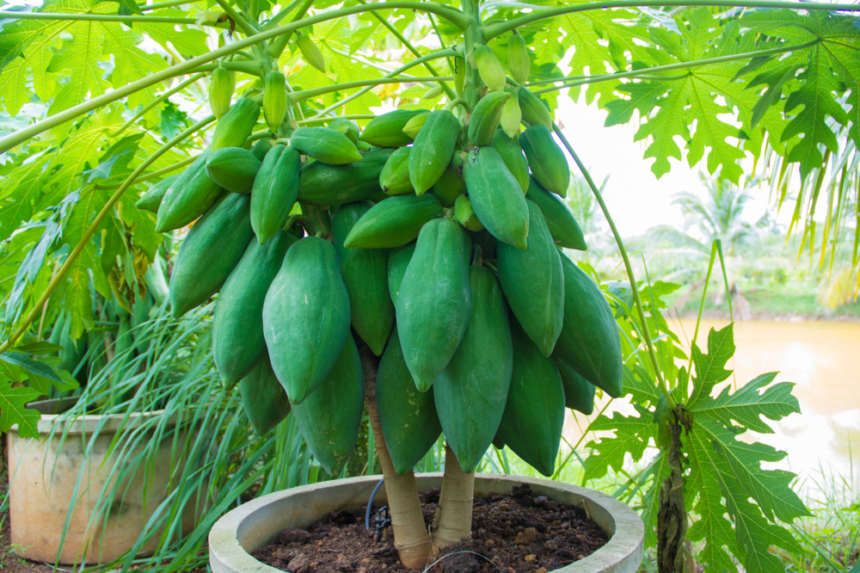 Papaya En Maceta Huerto En Casa