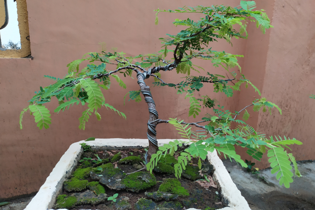 D Nde Cultivar El Rbol De Tamarindo Huerto En Casa