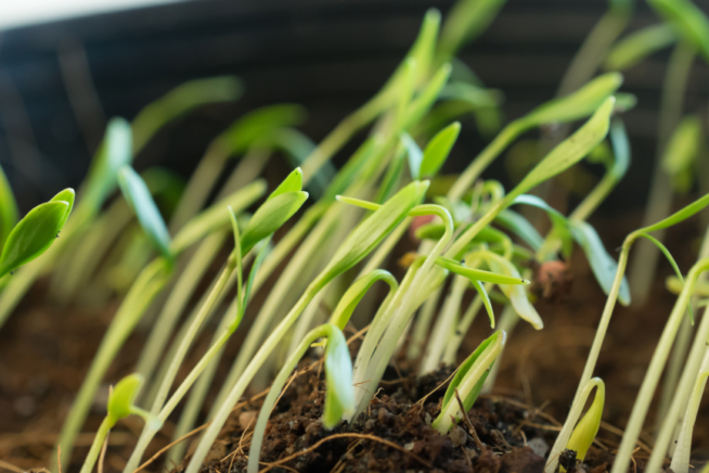 Cómo germinar semillas de fresa Huerto en casa