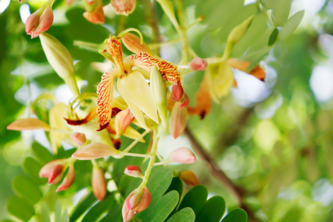 Cu Nto Tarda En Dar Frutos Un Rbol De Tamarindo Huerto En Casa