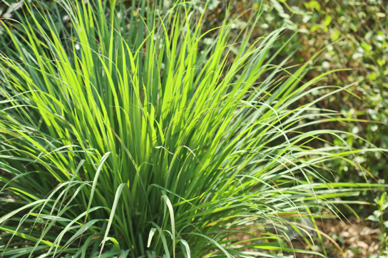 Cultivo De Lemongrass Huerto En Casa