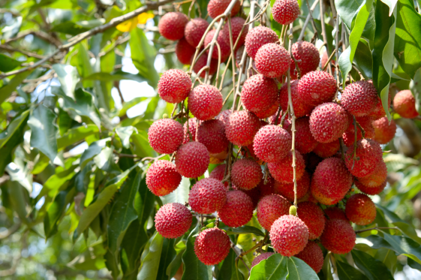 Cuánto tarda en dar frutos un árbol de tamarindo Huerto en casa