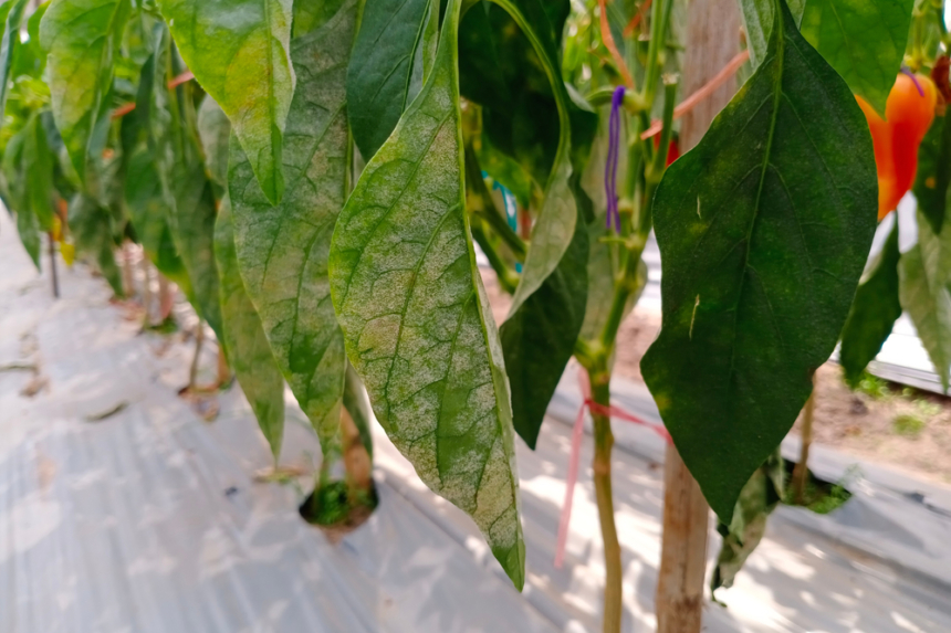 Enfermedades Del Pimiento Huerto En Casa