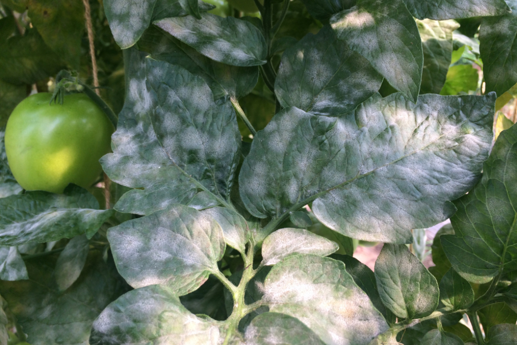 Enfermedades Del Tomate Huerto En Casa