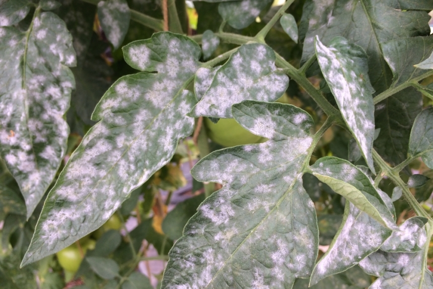 Verticillium En Tomate Huerto En Casa