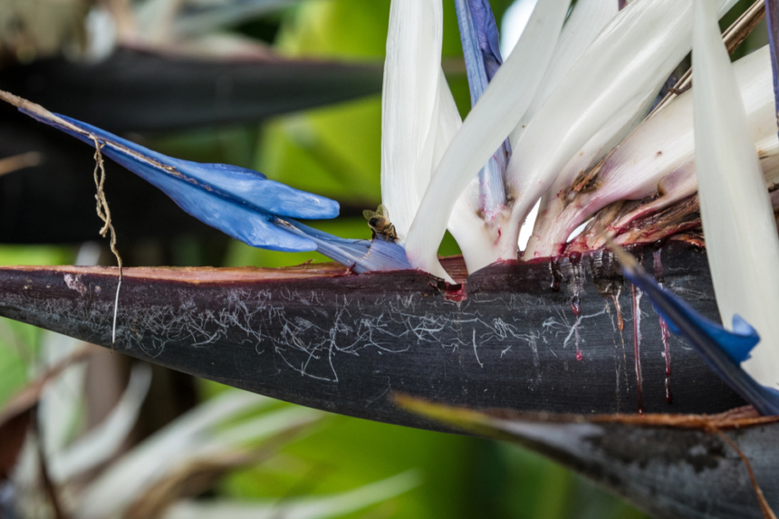 La Flor De Strelitzia Augusta Huerto En Casa