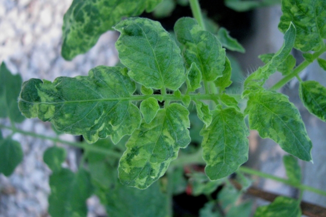 Cenicilla En Tomate Huerto En Casa