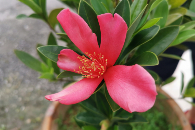 Camelia En Maceta En El Exterior Huerto En Casa