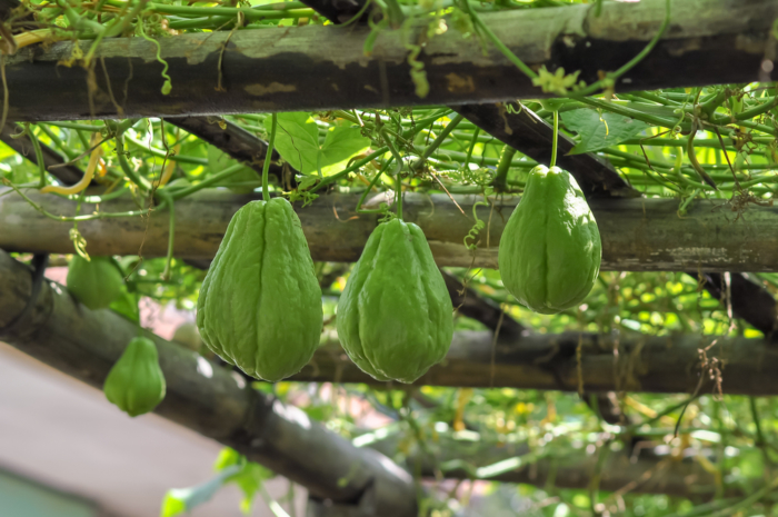 Cuánto tarda en dar fruto el chayote Huerto en casa