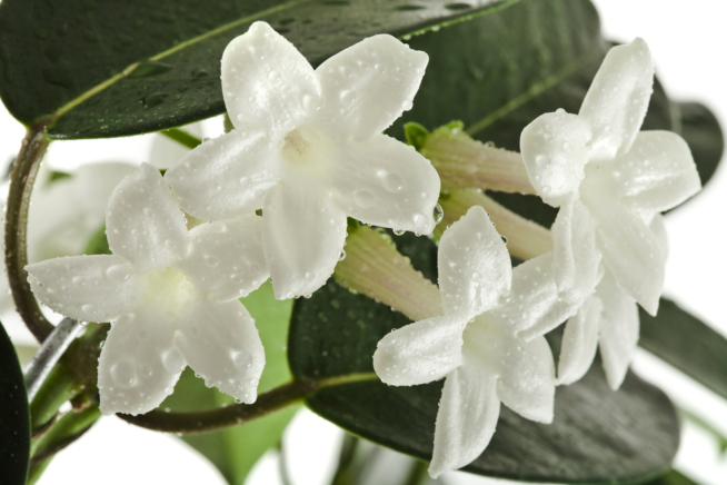 Jazmín de madagascar cuidados Huerto en casa